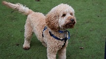 27 dogs at Battersea Dogs Home that desperately need a family - MyLondon