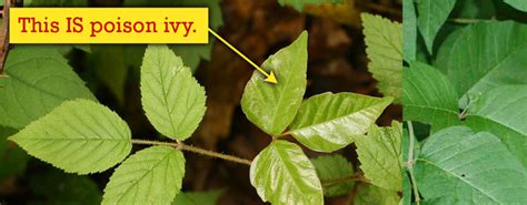 Learn How To Identify Poison Ivy