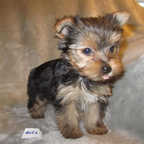 Yorkshire Terrier Puppies For Sale St Louis Mo 144417