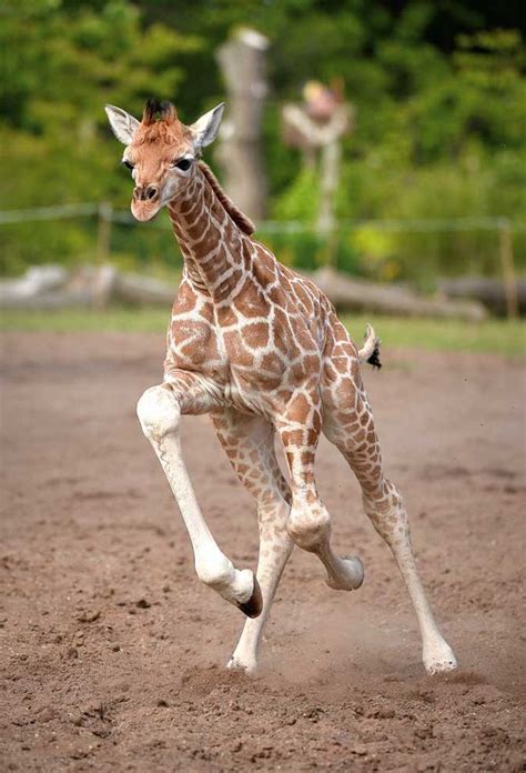 Channel 4 documentary reveals The Secret Life Of The Zoo | Express.co.uk
