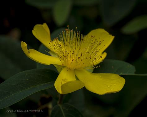 Se vuoi trovare velocemente le pagine inerenti un determinato argomento come ad esempio iperico calicino utilizza il seguente motore di ricerca 2585 - Hypericum calycinum L. - Iperico calicino | Sergio ...