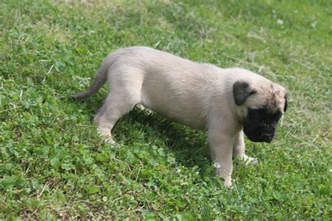 Monte might look grumpy, but he is a happy, playful pup. Fawn female English mastiff puppies - This is a 5 week old ...