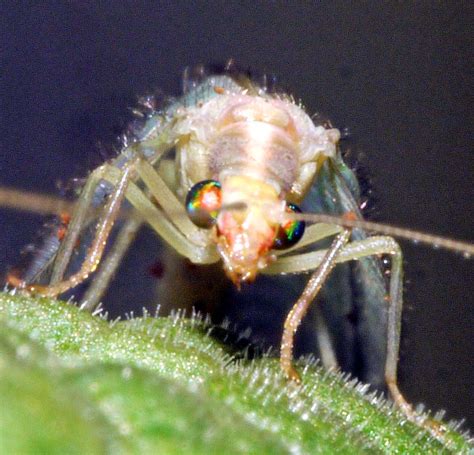 Cabinet Of Curiosities The Amazing Eyes Of A Green Lacewing
