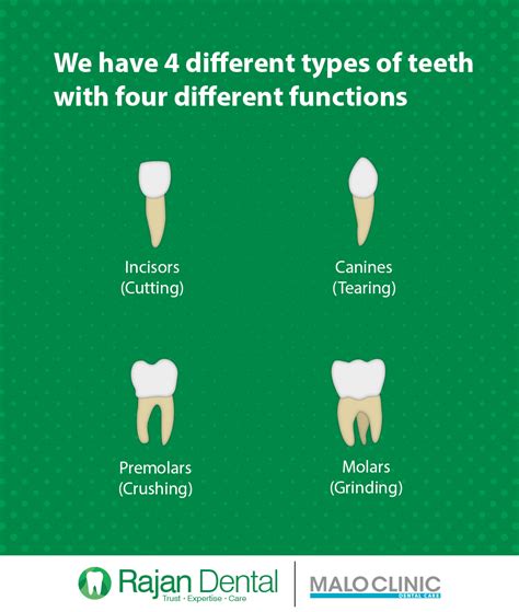 The 4 Types Of Teeth And How They Function Artofit