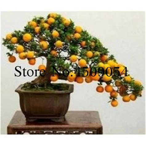 Mandarin Orange Seeds Edible Fruit 40pcs Free