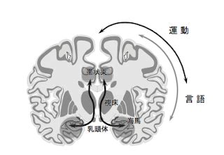 脳梗塞(のうこうそく) • (nōkōsoku) (kyūjitai 腦梗塞, historical kana なうかうそく). 高次脳機能障害 失語、失行、失認 その責任病巣