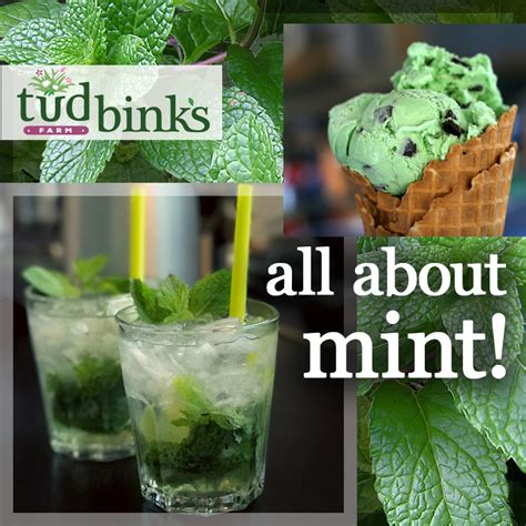 Whats Not To Love About Mint Tudbinks