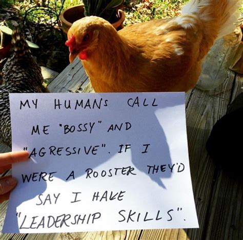 Farmers Are Shaming Their Chickens For Their Crimes And