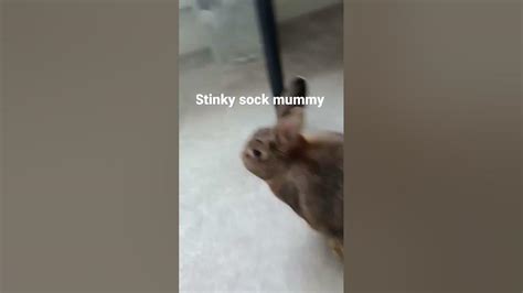 Bunny Sniffs My Stinky Sock Youtube