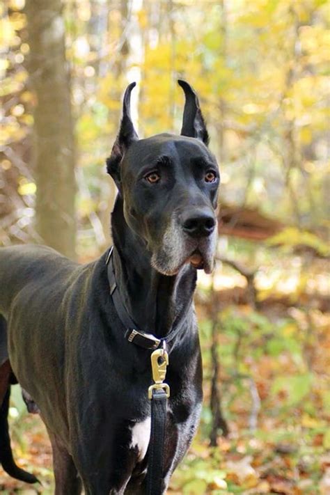 40 Amazing Pictures Of Great Dane