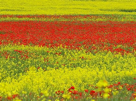 Poppies grow from a taproot. Poppies growing amongst oil seed rape © William Starkey ...