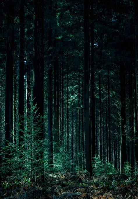 Landscape Photography Of Forest Dark Green Aesthetic Aesthetic Colors