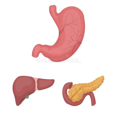 Órganos Internos De Los Iconos De Una Historieta Del Ser Humano En La
