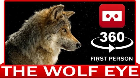 360° Vr Video Wolf In Point Of View Eye Of Lupus