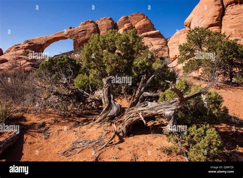 An Ancient Twisted Juniper Tree In Front Of Skyline Arch An Entrada