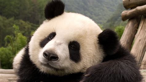 El Misterio De Por Qué Los Ojos De Algunos Osos Panda Se Están Volviendo Blancos Teletica