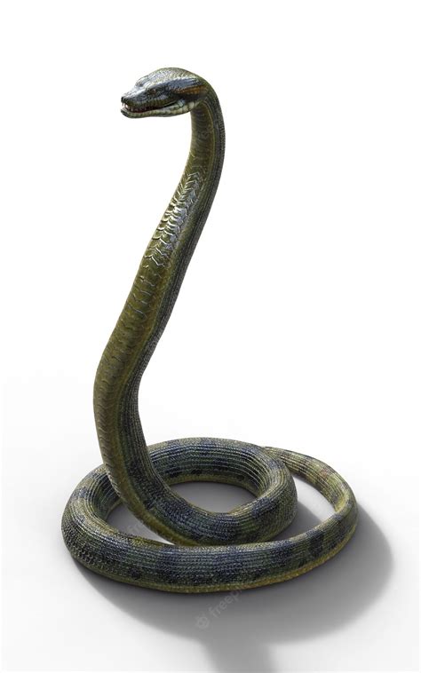Premium Photo Anaconda Boa Constrictor The Worlds Biggest Venomous