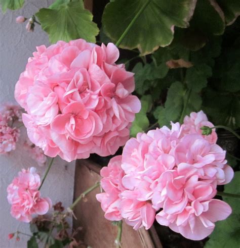 Ive Never Really Liked Geraniums But I Like These Pink Frilly Ones
