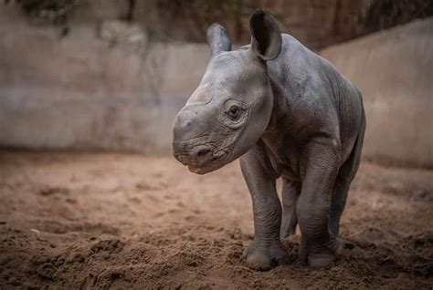 Lockdown Joy For Chester Zoo As A Rare Baby Rhino Is Born