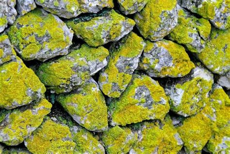 How To Grow Moss On Stone Step By Step Guide Conserve Energy Future