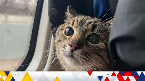 Ukrainian Viral Cat Sensation Raises £7 000 For Charity After Fleeing Shelling By Russian Forces