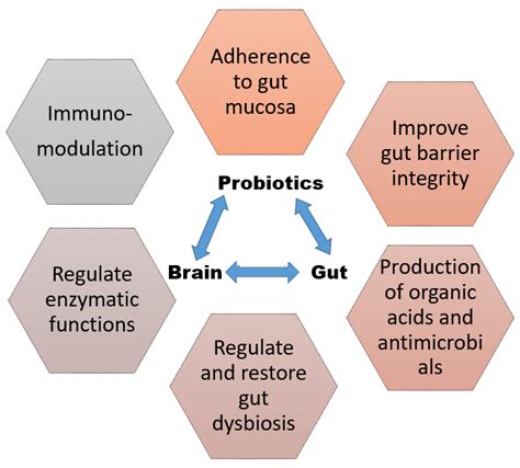 Bacteria Free Full Text Probiotic Regulation To Modulate Aging Gut