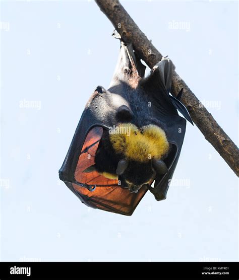 Oso Flying Fox O Oso Fruit Bat Pteropus Conspicillatus Con Un Bebé