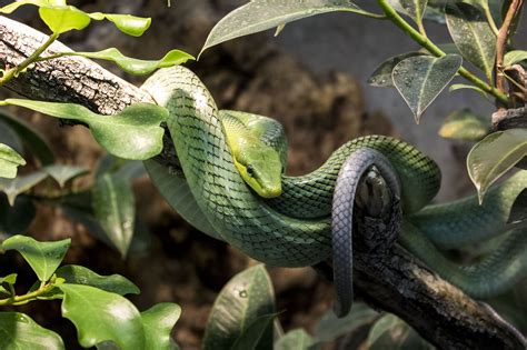 Green Tree Snake — Weasyl