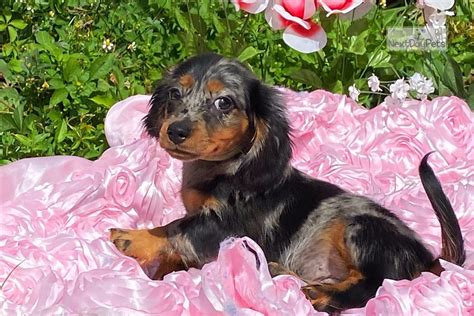 Akc registered male mini dachshund puppies, 2 boys available, 1 is black and 1 is black and tan, both are smooth short and sweet…this mini dachshund puppy is looking for a loving furever family! Princess: Dachshund, Mini puppy for sale near South ...