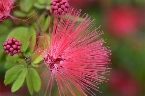 Our customers love us because we always deliver the freshest blooms on time. Miami, Florida | Flower pictures, Flowers, Plants