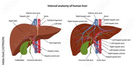Internal Anatomy Of Human Liver With Description Of The Corresponding