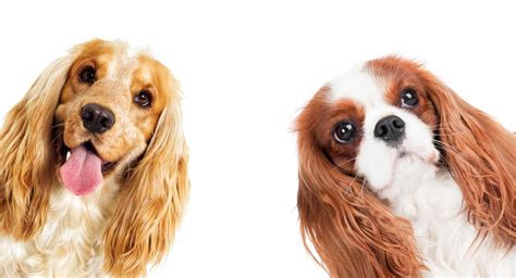 79 Types Of Cavalier King Charles Spaniels L2sanpiero