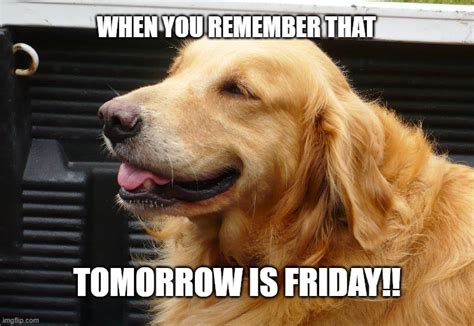 Happy Dog Friday Meme Bmp Toethumb