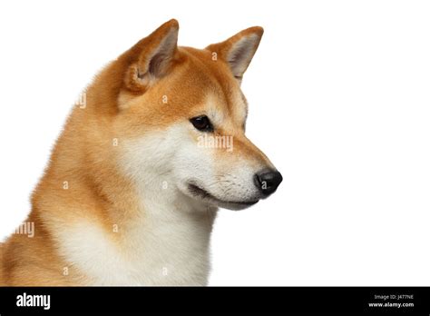 Red Shiba Inu Dog On White Background Stock Photo Alamy