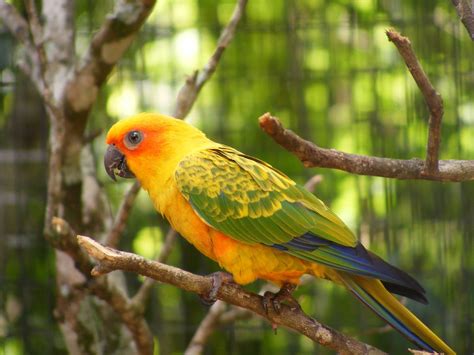 Parakeet Budgie Parrot Bird Tropical 18 Wallpapers Hd Desktop