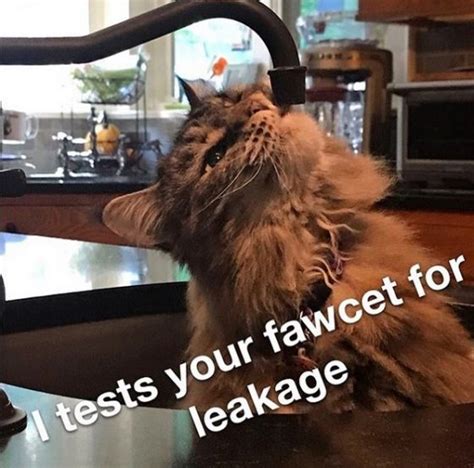 14 Funny Maine Coon Memes That Will Make You Laugh The Paws