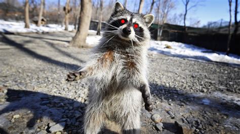 The york on city park is uniquely situated across the street from city park with its 330 acres of greenery, sports fields, picnic areas, golf courses, and the denver zoo. The 'Zombie Raccoon' Apocalypse Has Reached New York City ...
