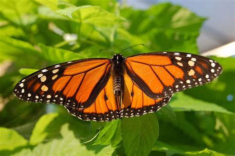 There are no chains on the papillon. Le papillon monarque soigne sa progéniture aux plantes ...