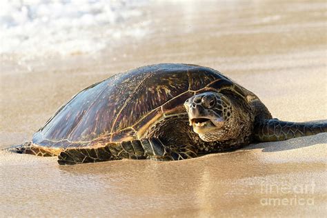 Green Sea Turtles On Hookipa Beach Maui Hawaii Photograph By The