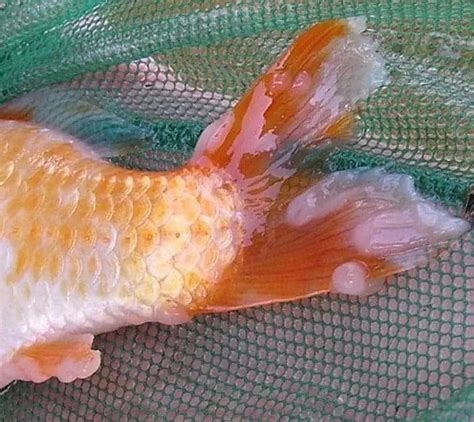 Koi Carp Pox Treatment And Prevention Guide Updated Pond Informer