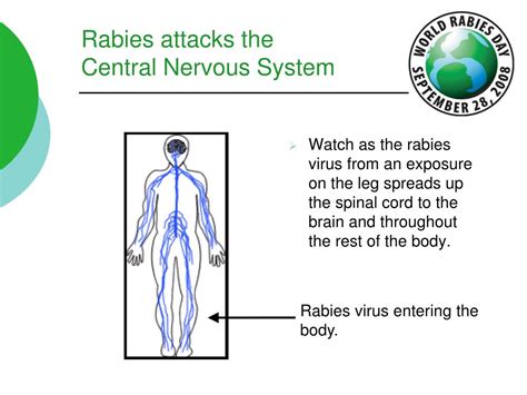 Ppt Learning To Make Rabies History Powerpoint Presentation Free Download Id3530140