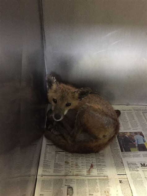 It Takes A Village To Help A Fox Ohio Wildlife Center