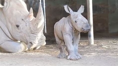 Video White Rhino Welcomes Baby At Monarto Safari Park Abc News