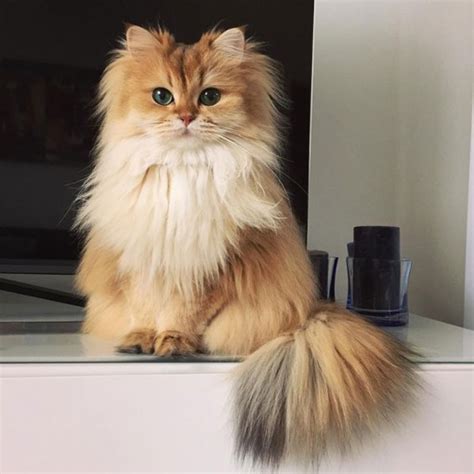 This Beautiful British Longhair Is The Worlds Most Photogenic Cat