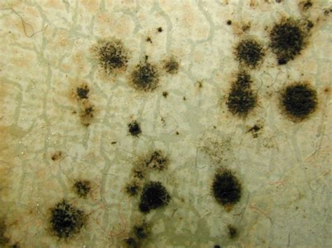 Facts About Cladosporium Mold And How To Remove It