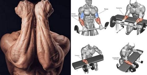 Build Powerful Forearms The Top 5 Exercises For Massive Forearms