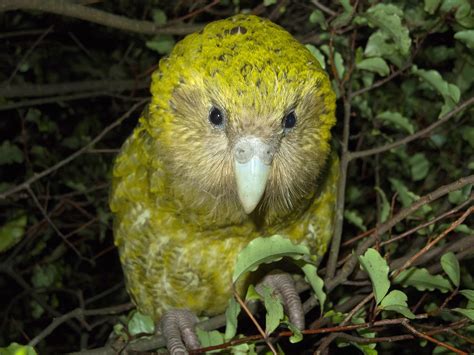 New Zealand Aims To Save The ‘strangest Parrot On Earth The