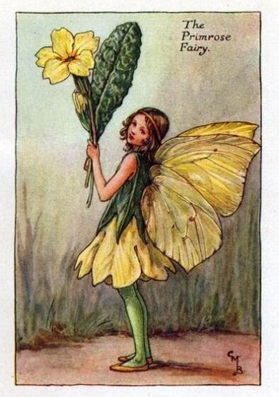 Primrose Flower Fairy Flower Fairy Prints