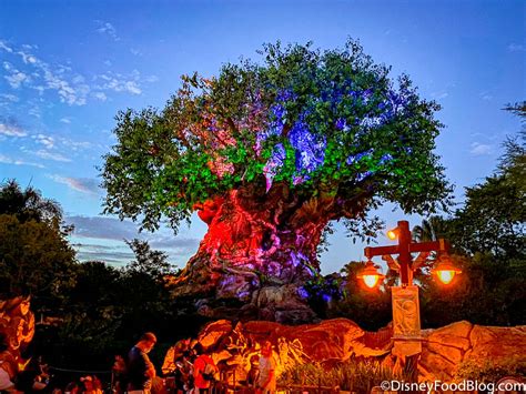 Photos And Video See The Tree Of Lifes Stunning Nighttime