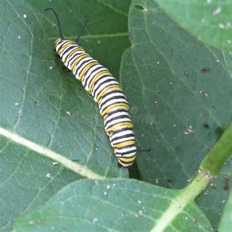 Monarch Butterfly Danaus Plexippus Caterpillar Eating Common Milkweed